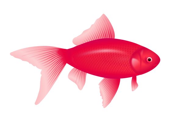 紫鱼PNG免抠图透明素材 16设计网编号:1163