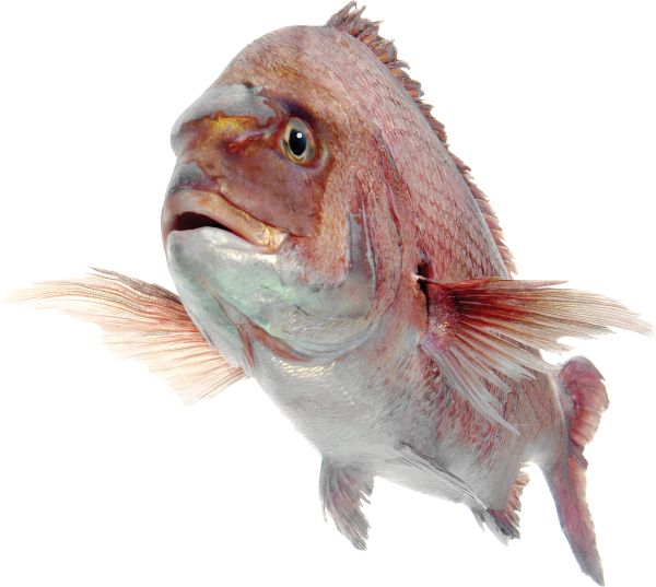 鱼PNG透明背景免抠图元素 16图库网编号:25094