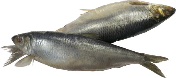 鱼PNG免抠图透明素材 素材天下编号:25101