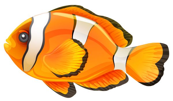 鱼PNG透明背景免抠图元素 16图库网编号:25114