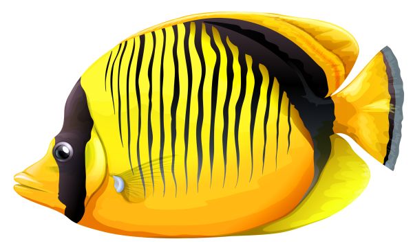 鱼PNG免抠图透明素材 16设计网编号:25118