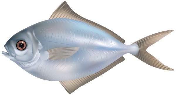 鱼PNG免抠图透明素材 16设计网编号:25130