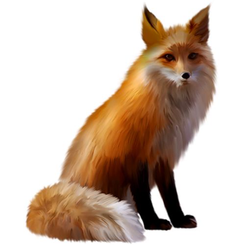 狐狸 PNG免抠图透明素材 16设计网编号:23119