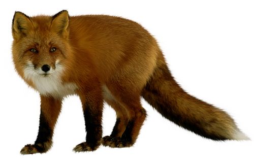 狐狸 PNG透明元素免抠图素材 16素材网编号:23124