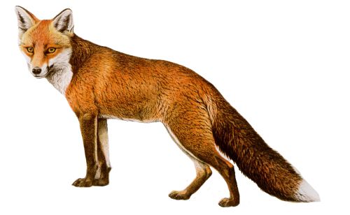 狐狸 PNG免抠图透明素材 16设计网编号:23128