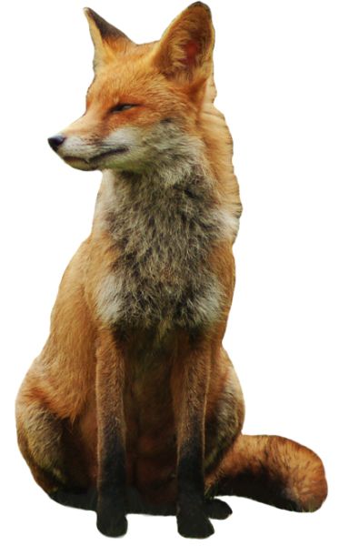 狐狸 PNG透明背景免抠图元素 16图库网编号:23129
