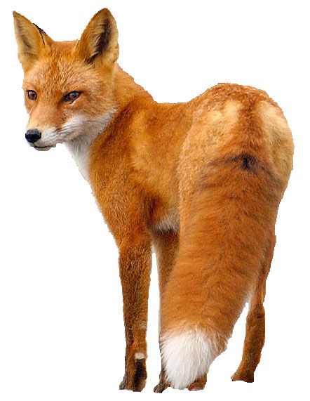 狐狸 PNG免抠图透明素材 16设计网编号:23130