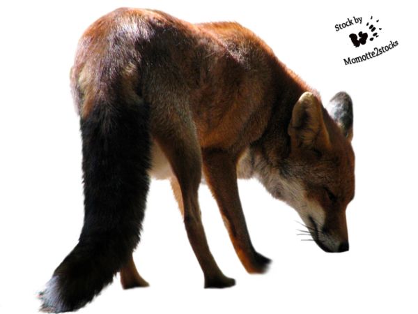 狐狸 PNG透明背景免抠图元素 16图库网编号:23134