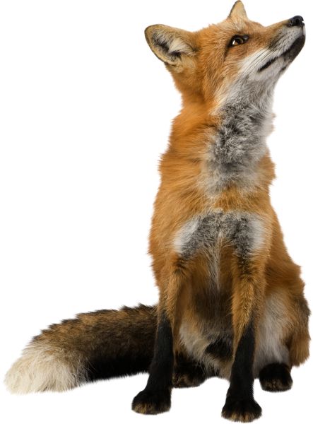狐狸 PNG透明背景免抠图元素 素材中国编号:23135