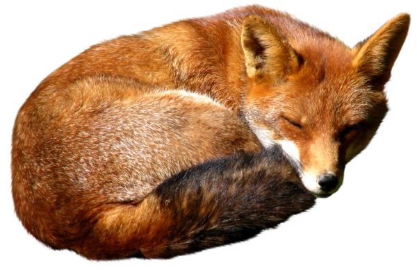 狐狸 PNG透明背景免抠图元素 素材中国编号:23137