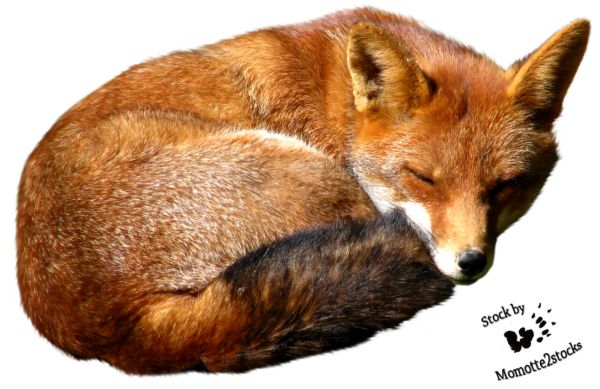 狐狸 PNG透明背景免抠图元素 素材中国编号:23138