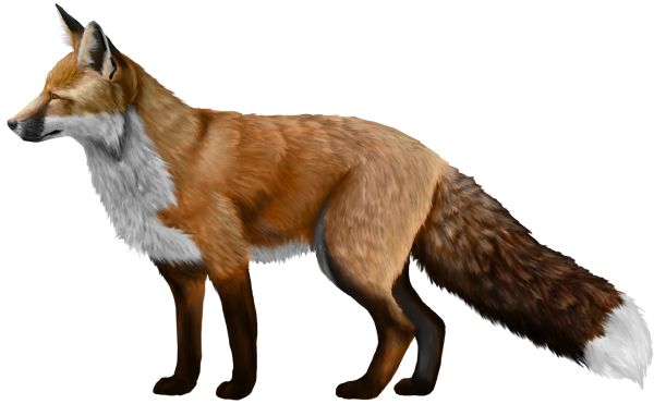 狐狸 PNG免抠图透明素材 16设计网编号:23139