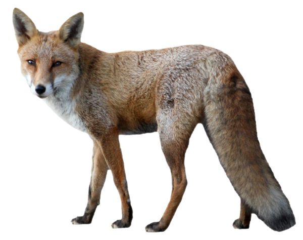 狐狸 PNG免抠图透明素材 16设计网编号:23140