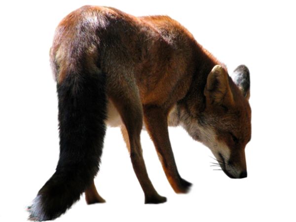 狐狸 PNG透明背景免抠图元素 素材中国编号:23142