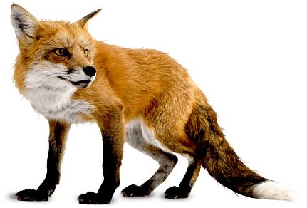 狐狸 PNG透明元素免抠图素材 16素材网编号:23143