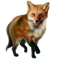 狐狸 PNG免抠图透明素材 16设计网编号:23147