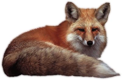 狐狸 PNG免抠图透明素材 16设计网编号:23148