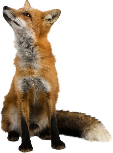 狐狸 PNG透明背景免抠图元素 素材中国编号:23151