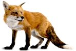 狐狸 PNG免抠图透明素材 16设计网编号:23154