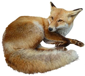狐狸 PNG透明背景免抠图元素 16图
