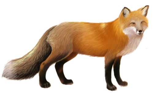 狐狸 PNG免抠图透明素材 16设计网编号:23156