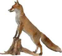 狐狸 PNG免抠图透明素材 16设计网编号:23157