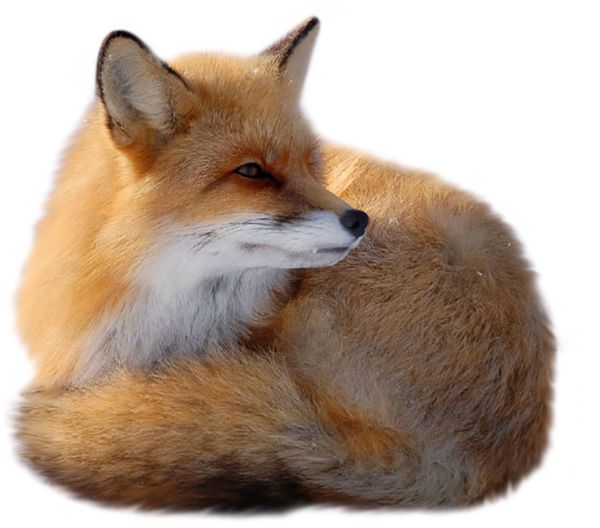 狐狸 PNG免抠图透明素材 16设计网编号:23161