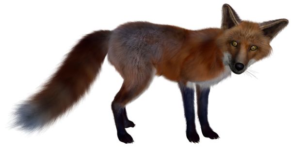 狐狸 PNG透明元素免抠图素材 16素材网编号:23164