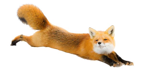 狐狸 PNG免抠图透明素材 16设计网编号:23165