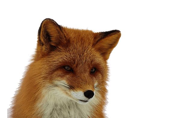 狐狸 PNG免抠图透明素材 16设计网编号:23168