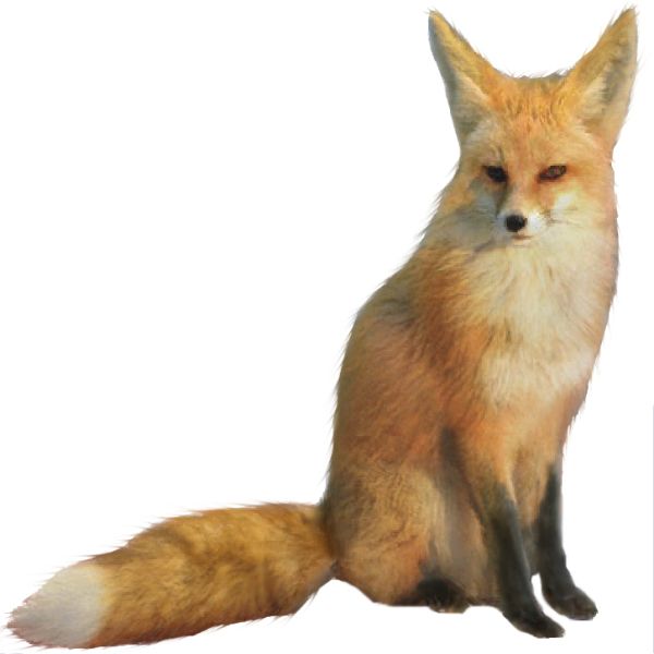 狐狸 PNG透明背景免抠图元素 16图库网编号:23169