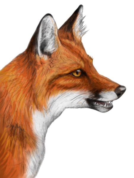 狐狸 PNG透明元素免抠图素材 16素材网编号:23170