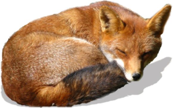 狐狸 PNG透明元素免抠图素材 16素材网编号:23172
