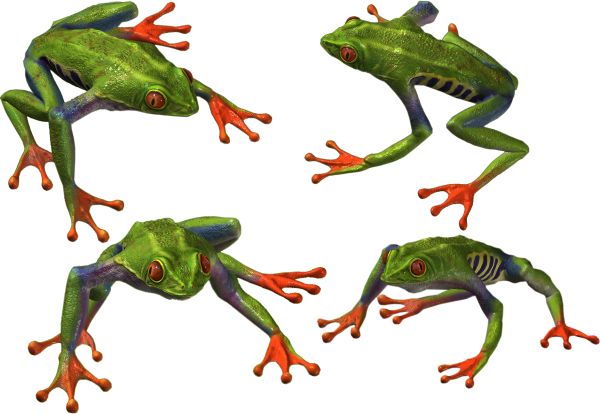 青蛙 PNG透明背景免抠图元素 16图库网编号:35718