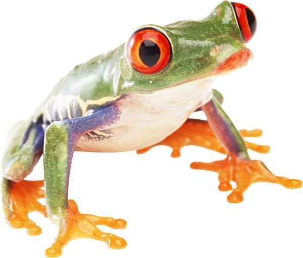青蛙 PNG透明元素免抠图素材 16素材网编号:35720