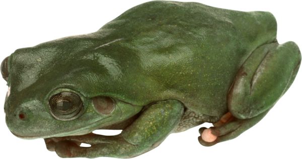 青蛙 PNG免抠图透明素材 素材中国编号:35733