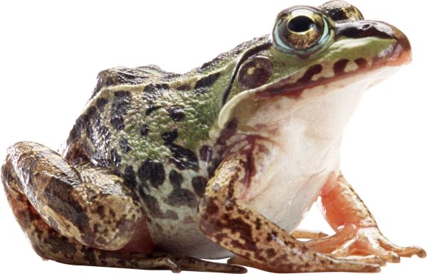 青蛙 PNG透明背景免抠图元素 16图库网编号:35735