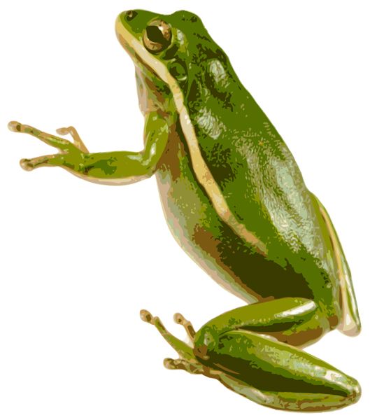 绿青蛙 PNG透明背景免抠图元素 16图库网编号:35750