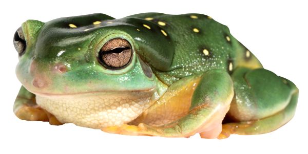 青蛙 PNG透明背景免抠图元素 16图库网编号:35757