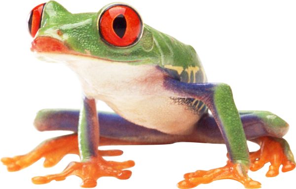 青蛙PNG透明背景免抠图元素 素材中国编号:3843
