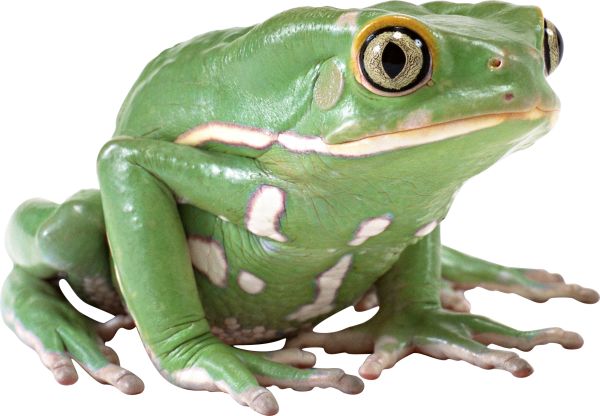 绿青蛙PNG透明元素免抠图素材 16素材网编号:3845