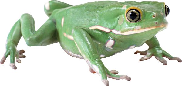 绿青蛙 PNG透明背景免抠图元素 16图库网编号:3848