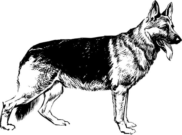 德国牧羊犬 PNG免抠图透明素材 16设计网编号:72760