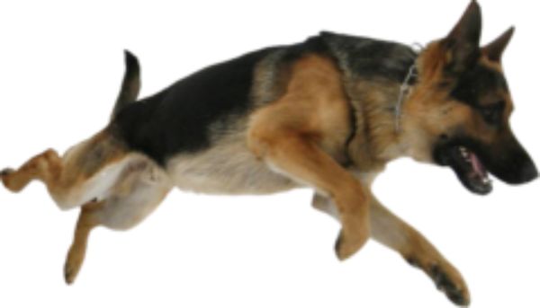 德国牧羊犬 PNG免抠图透明素材 素材中国编号:72765