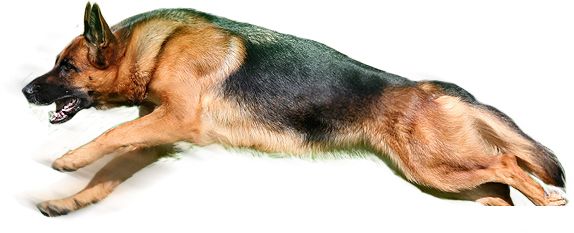 德国牧羊犬 PNG免抠图透明素材 16设计网编号:72771