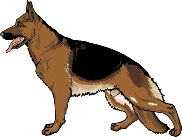 德国牧羊犬 PNG免抠图透明素材 16设计网编号:72746