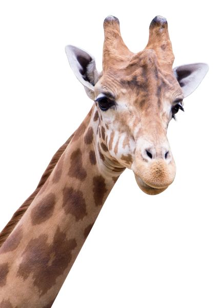 长颈鹿 PNG透明背景免抠图元素 16图库网编号:103918