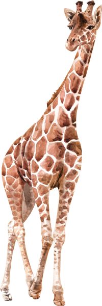 长颈鹿 PNG透明背景免抠图元素 素材中国编号:103932
