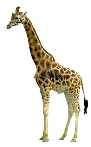 长颈鹿 PNG透明背景免抠图元素 16图库网编号:13519