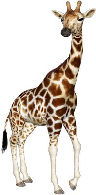 长颈鹿 PNG免抠图透明素材 16设计网编号:13526
